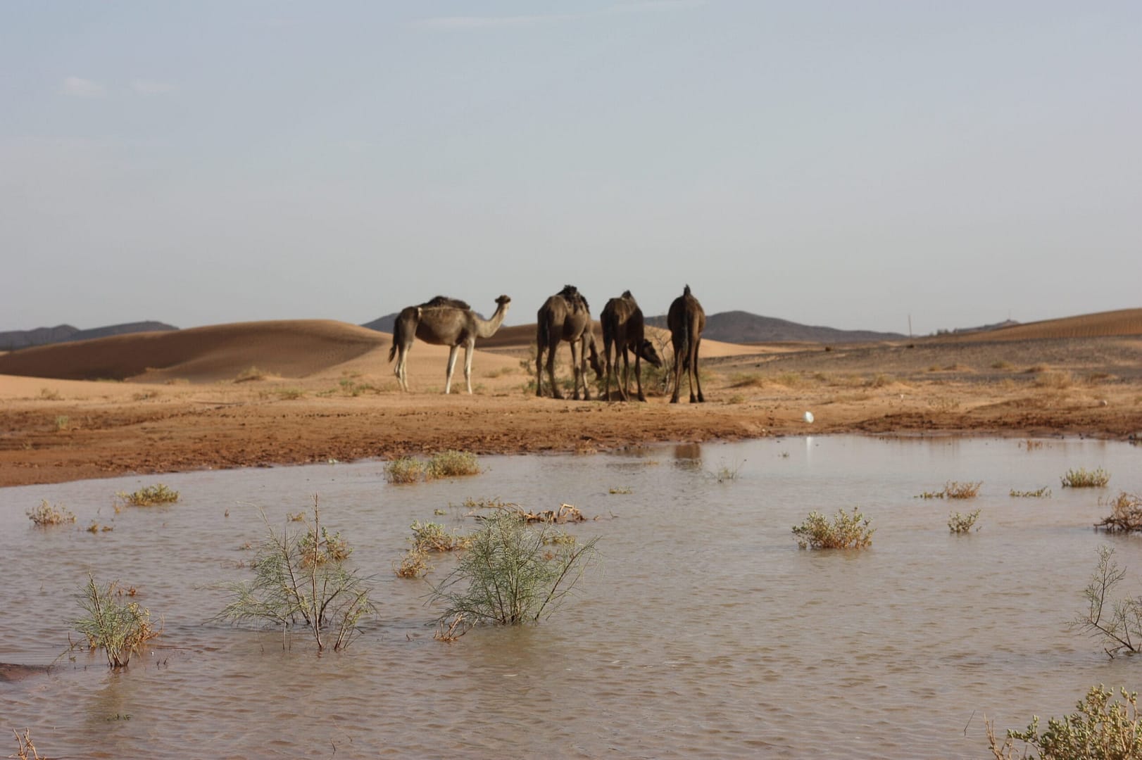 tours from ouarzazate to merzouga sahara desert