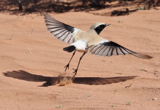 birds watching morocco