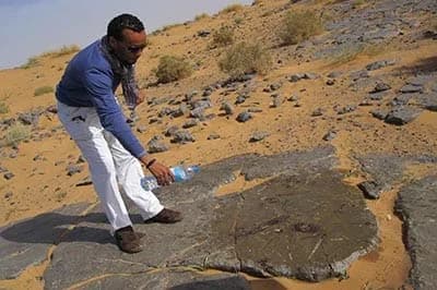 12 Days Fossil Tour From Ouarzazate